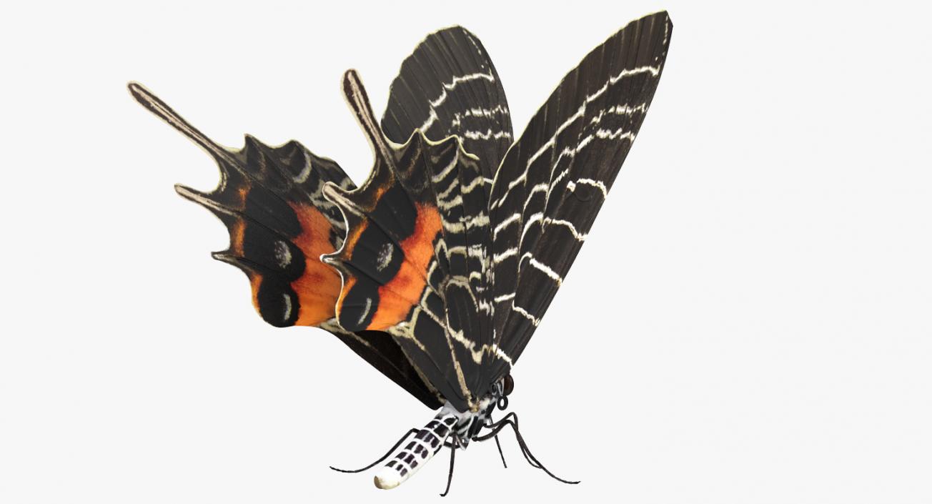 Bhutanitis Lidderdalii Butterfly Rigged 3D model