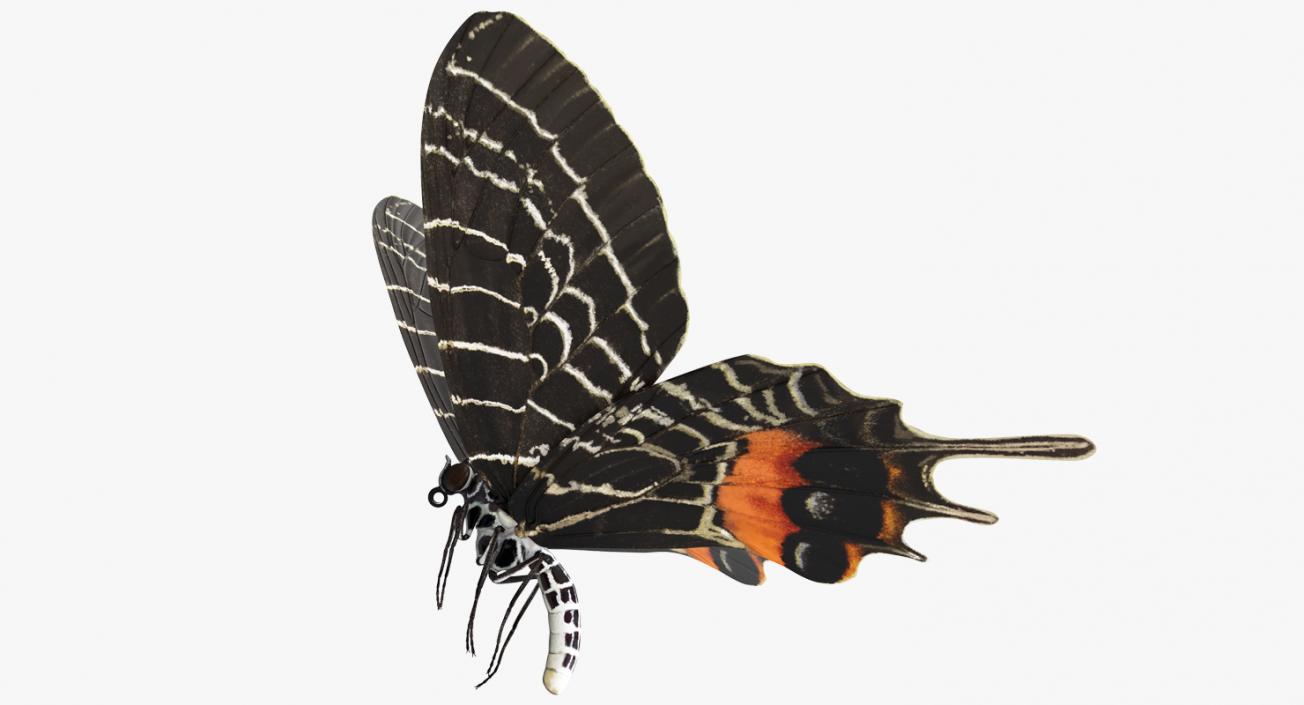 Bhutanitis Lidderdalii Butterfly Rigged 3D model