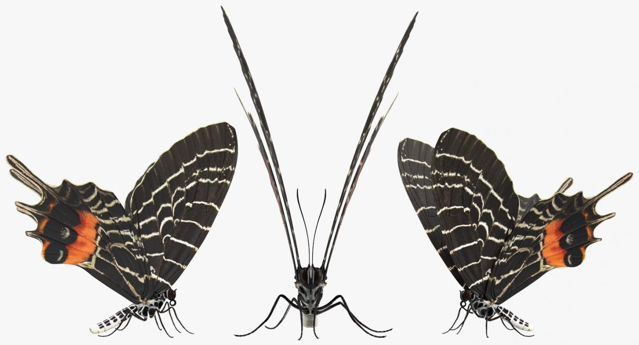 Bhutanitis Lidderdalii Butterfly Rigged 3D model