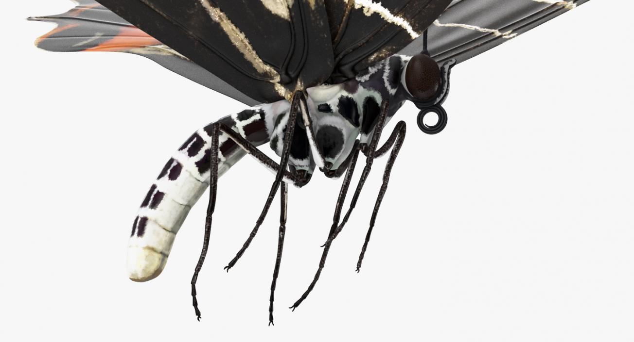 Bhutanitis Lidderdalii Butterfly Rigged 3D model