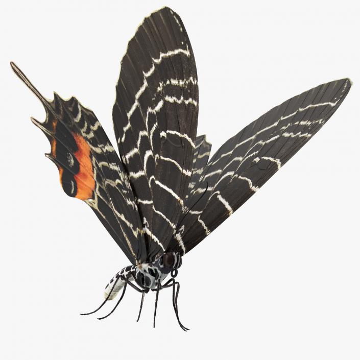 Bhutanitis Lidderdalii Butterfly Rigged 3D model