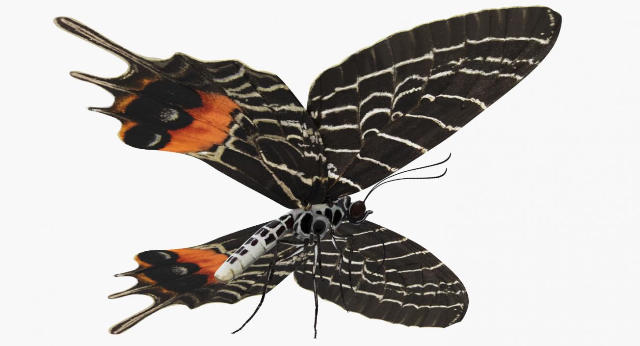 Bhutanitis Lidderdalii Butterfly Rigged 3D model