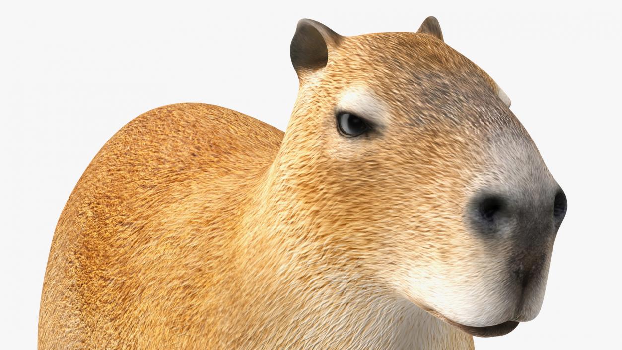 Capybara Rigged for Modo 3D model