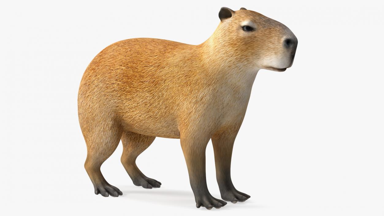 Capybara Rigged for Cinema 4D 3D model