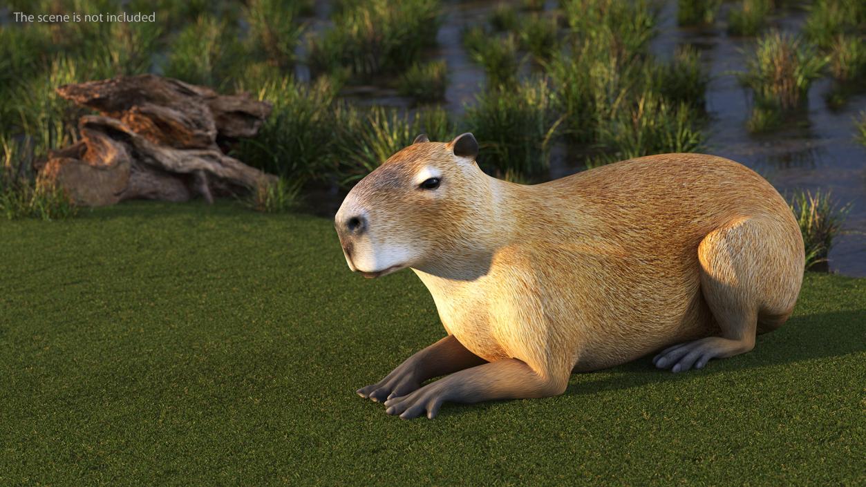 Capybara Rigged for Cinema 4D 3D model