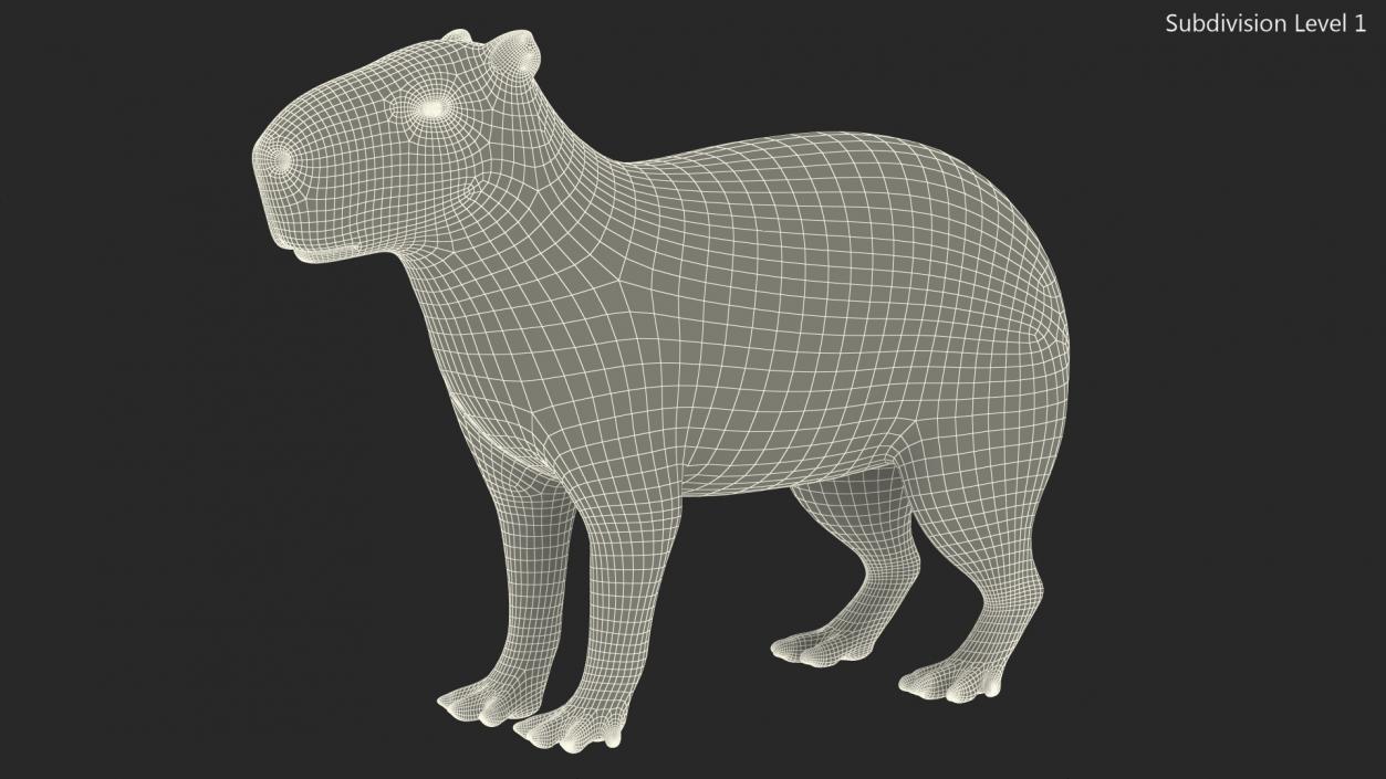 Capybara Rigged for Cinema 4D 3D model