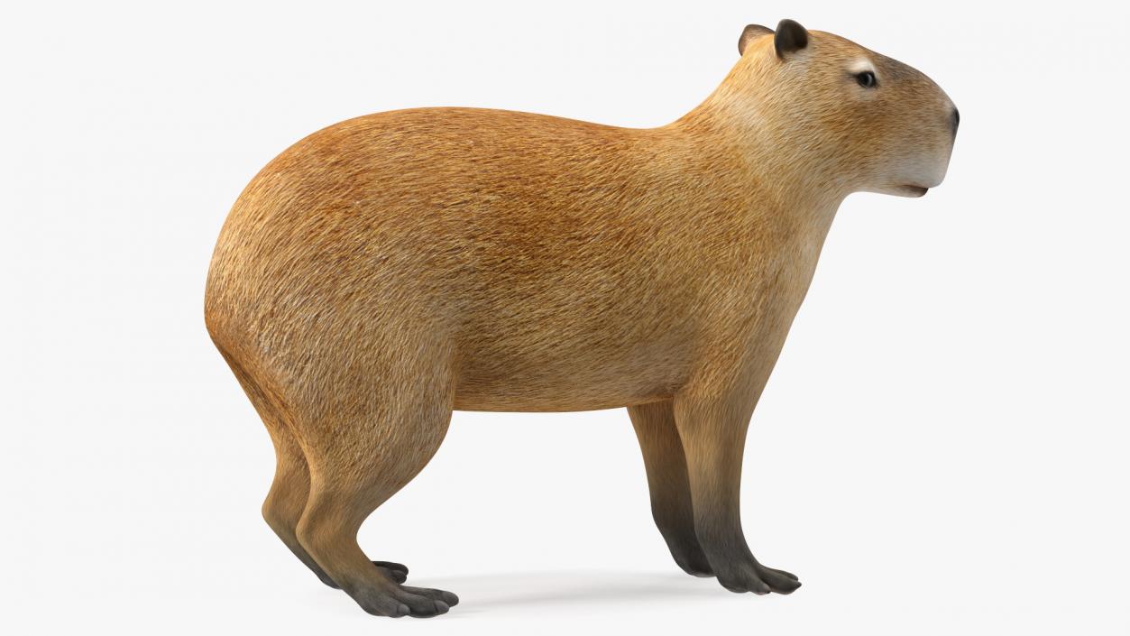 Capybara Rigged for Cinema 4D 3D model