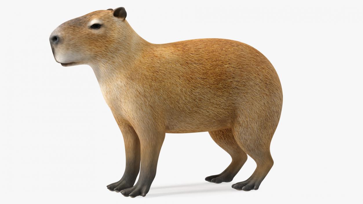 Capybara Rigged for Modo 3D model