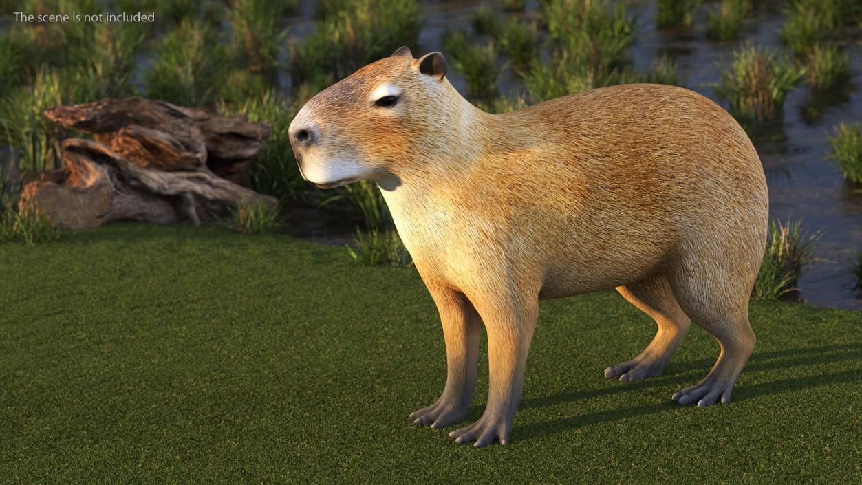 Capybara Rigged for Cinema 4D 3D model