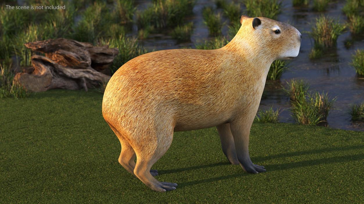 Capybara Rigged for Cinema 4D 3D model