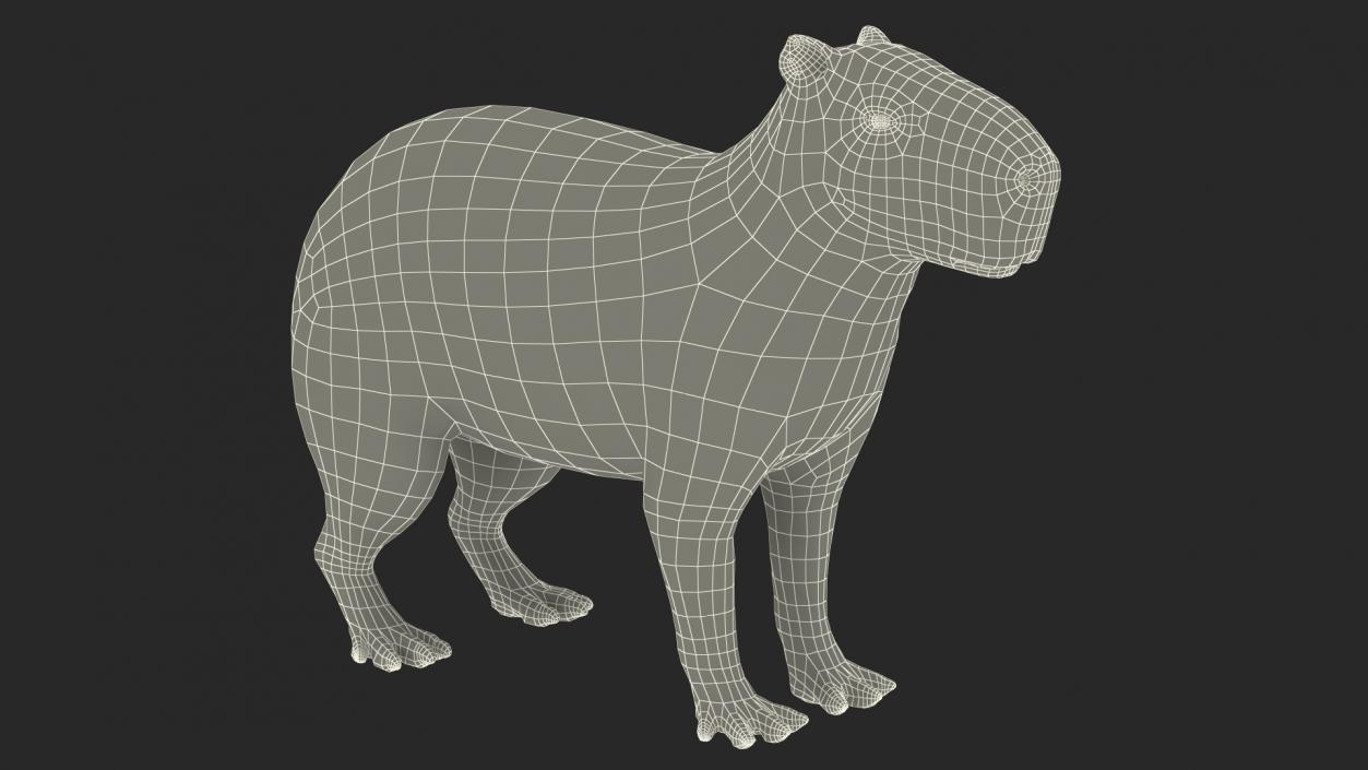 Capybara Rigged for Modo 3D model