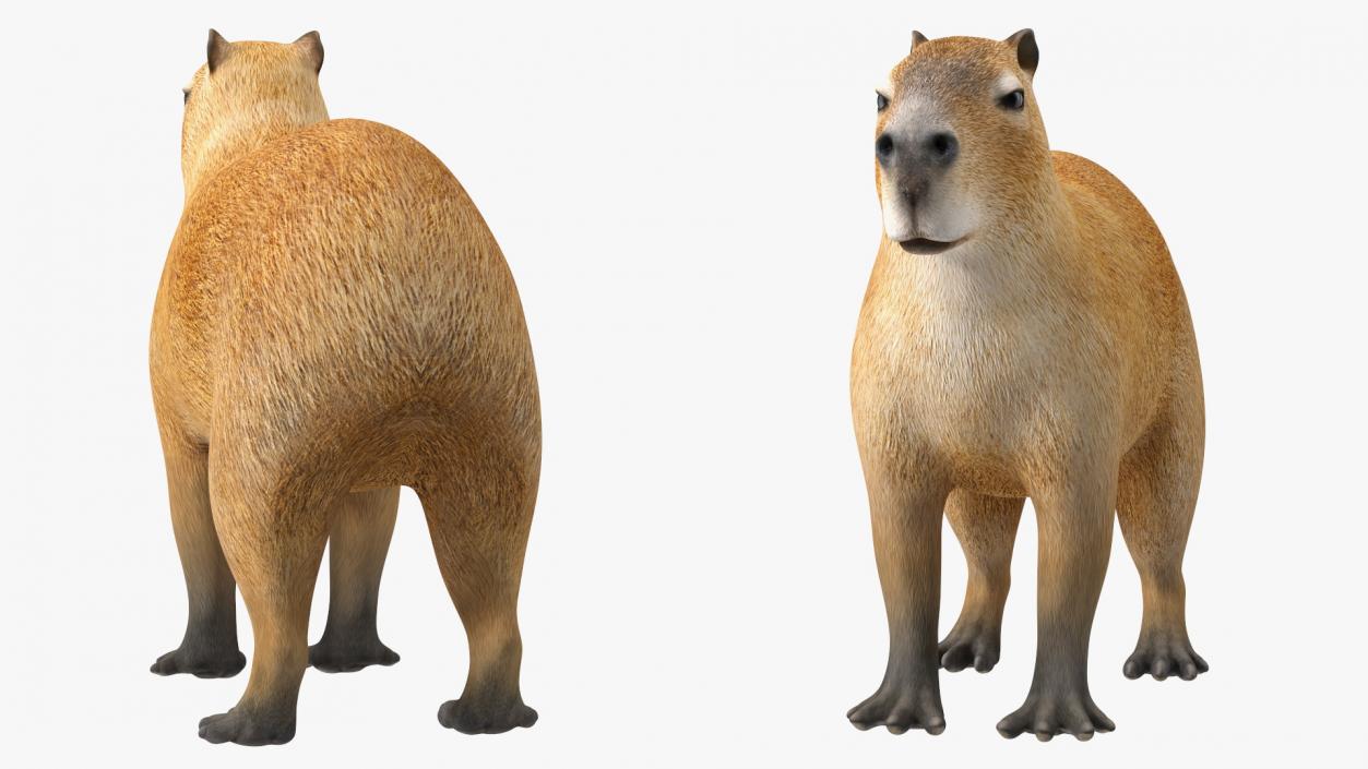 Capybara Rigged for Modo 3D model