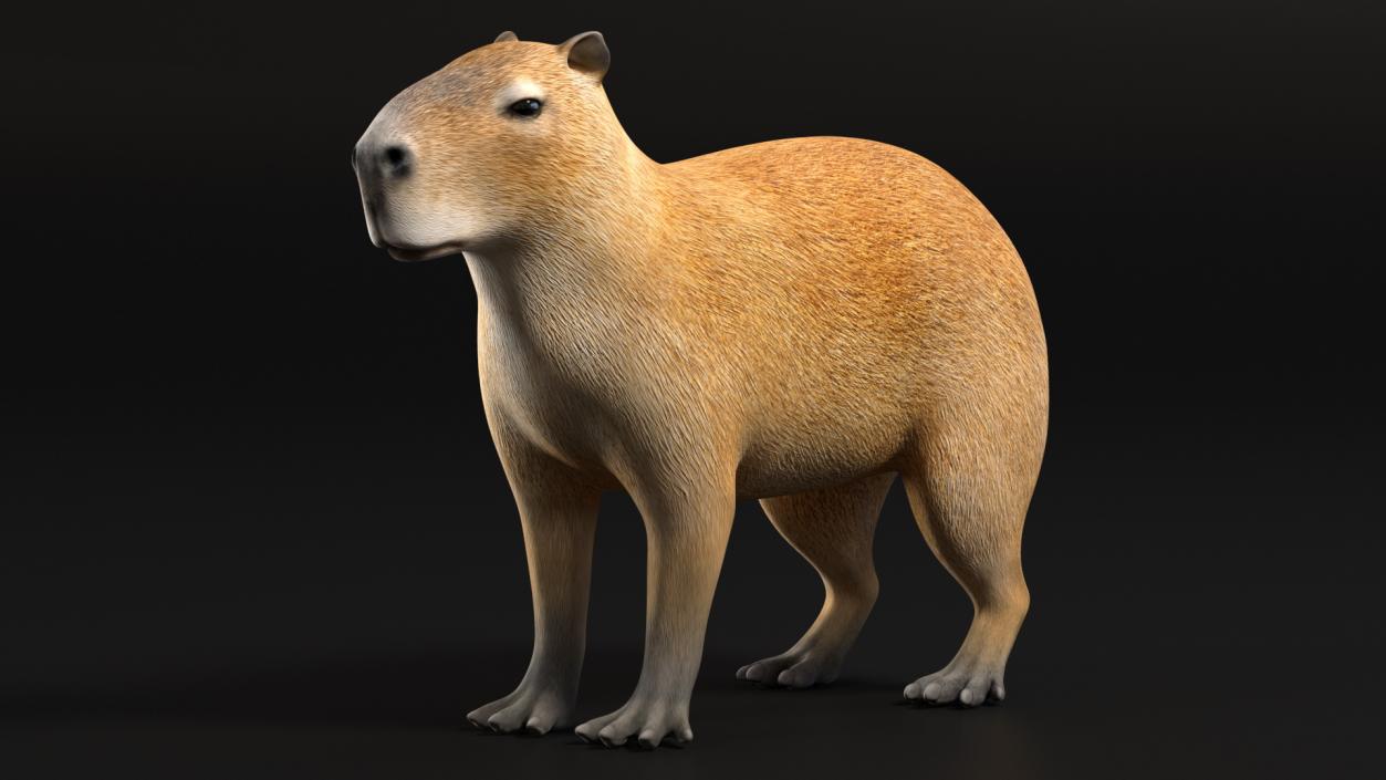 Capybara Rigged for Cinema 4D 3D model