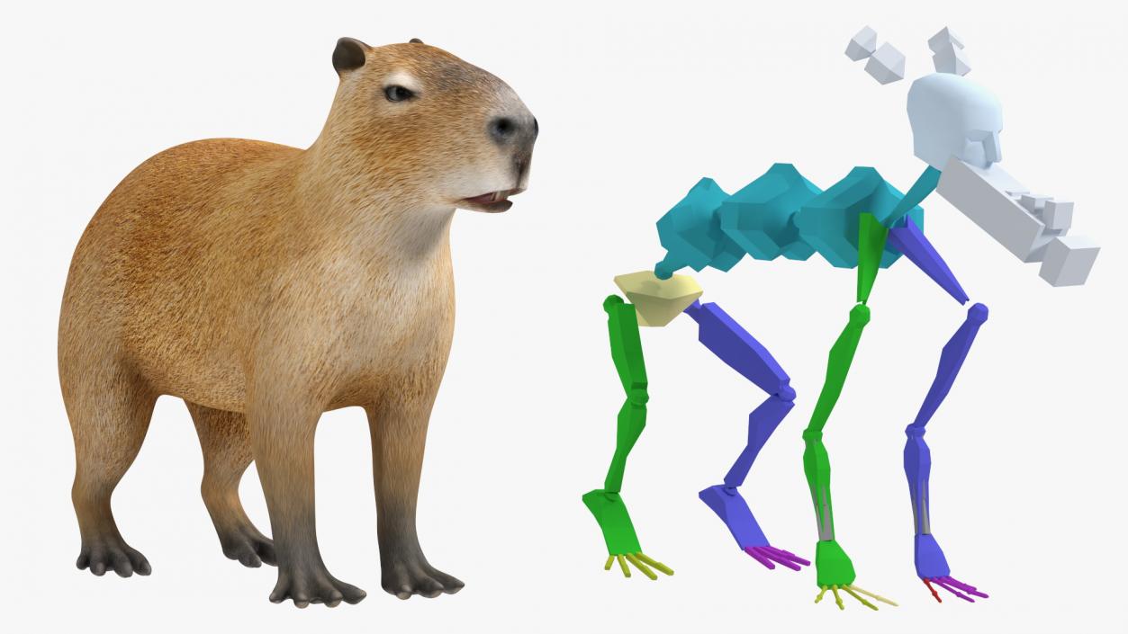 Capybara Rigged for Modo 3D model