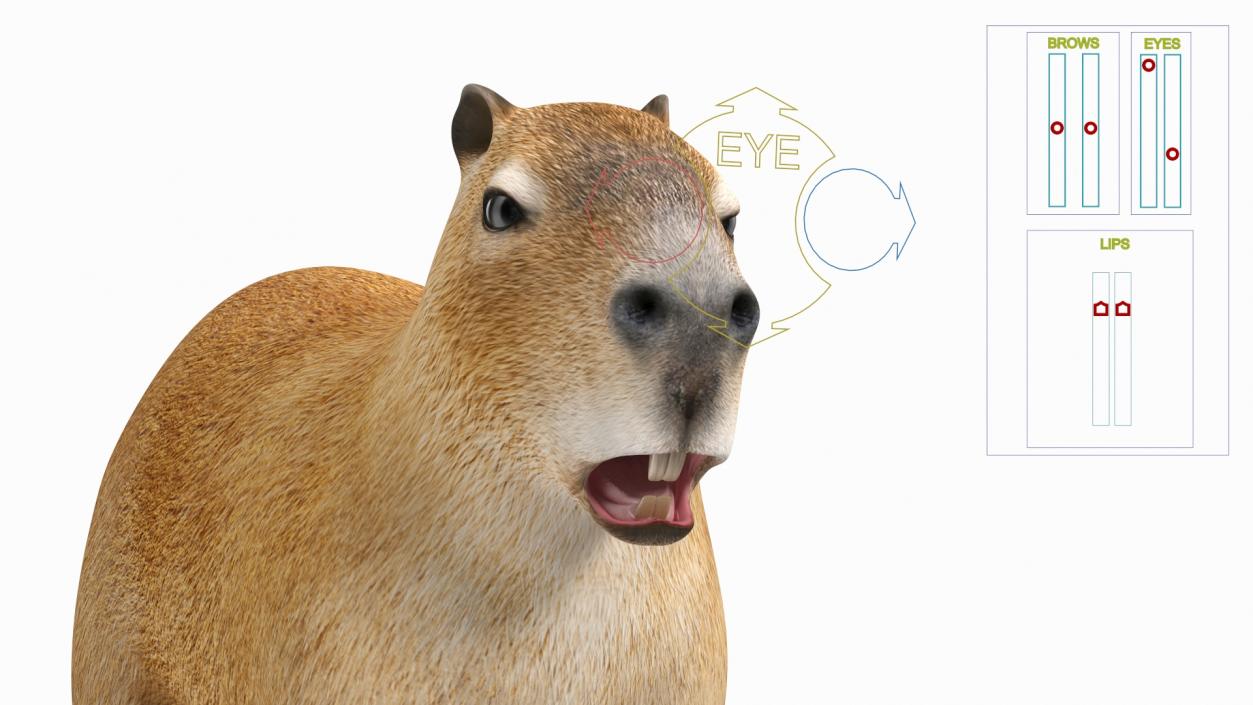 Capybara Rigged for Modo 3D model