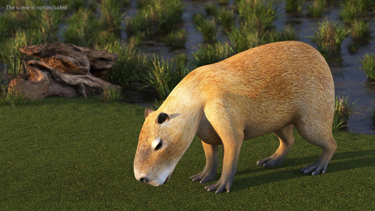 Capybara Rigged for Cinema 4D 3D model