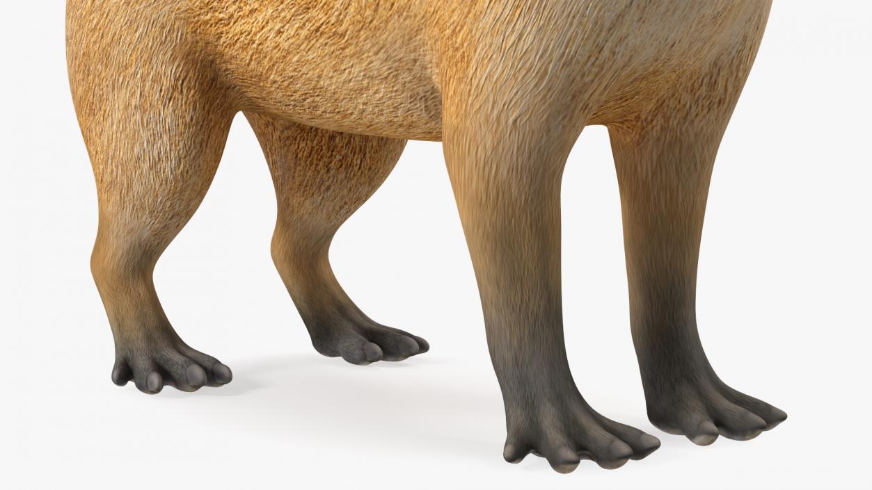 Capybara Rigged for Modo 3D model