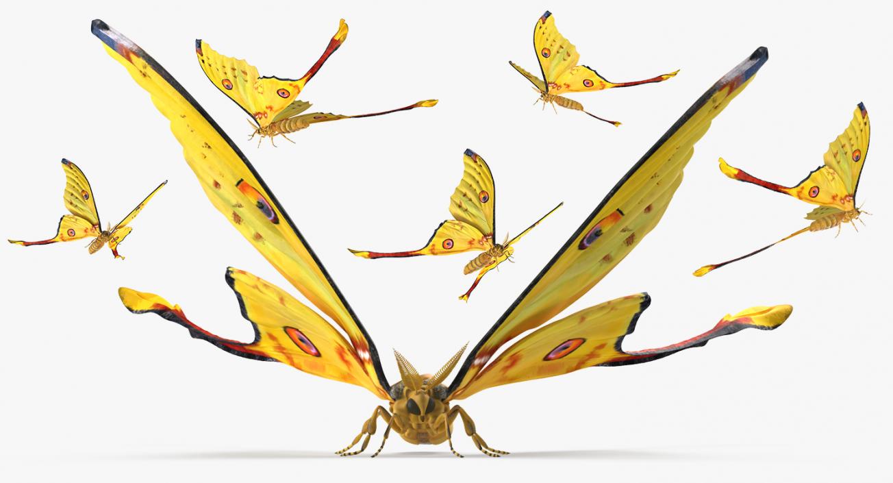 3D model Madagascan Moon Moth