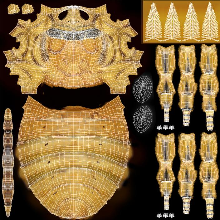 3D model Madagascan Moon Moth