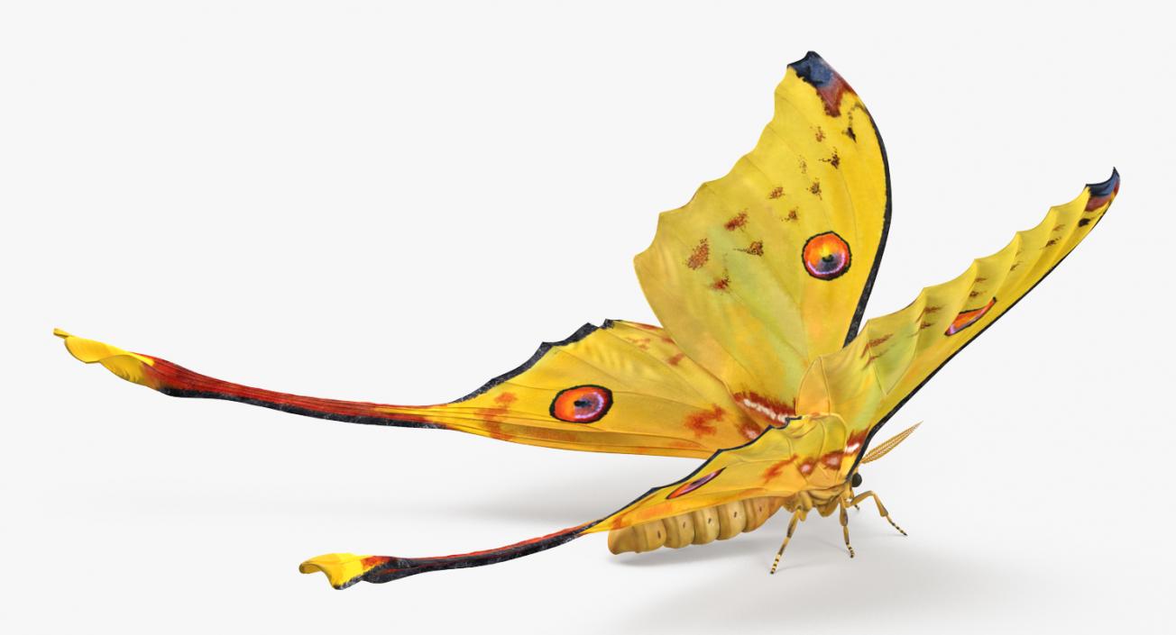 3D model Madagascan Moon Moth