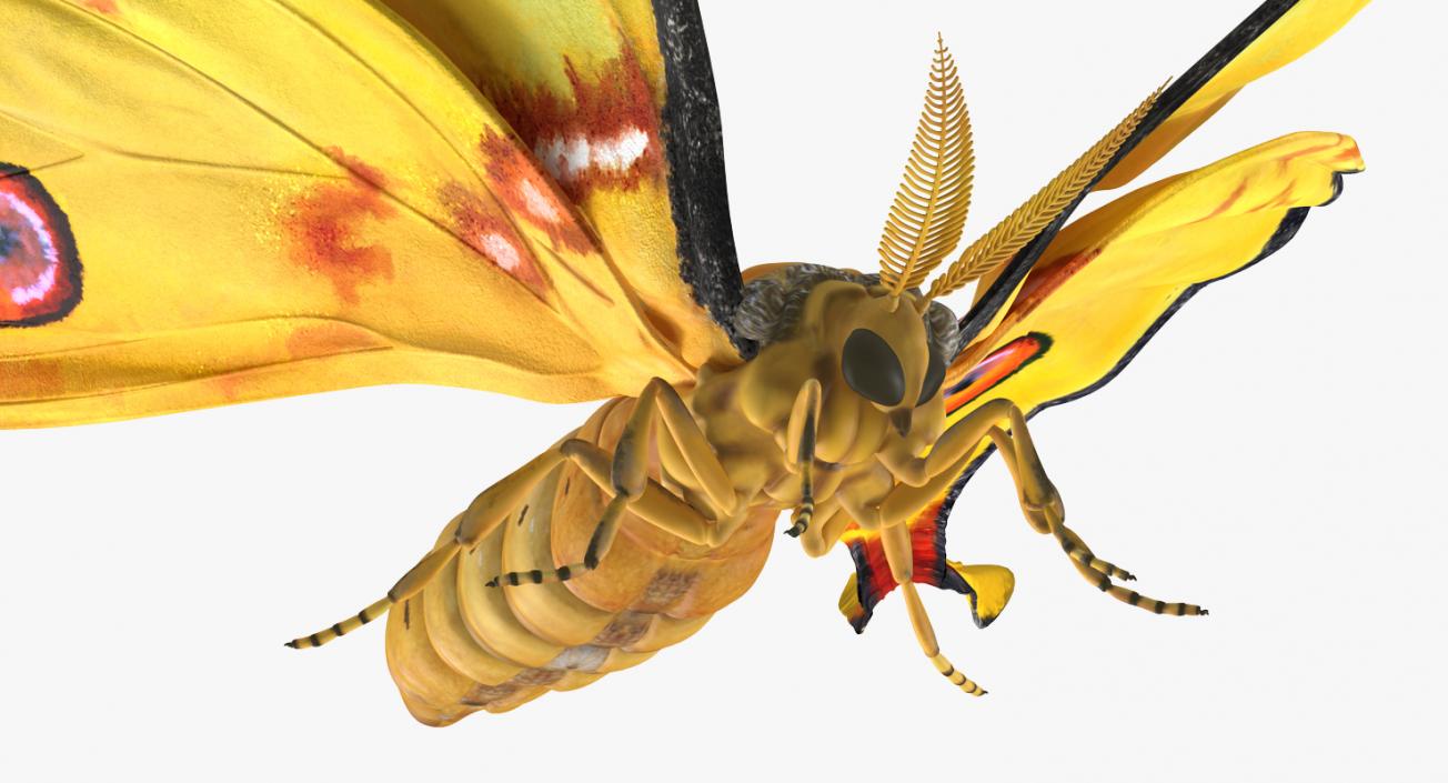 3D model Madagascan Moon Moth