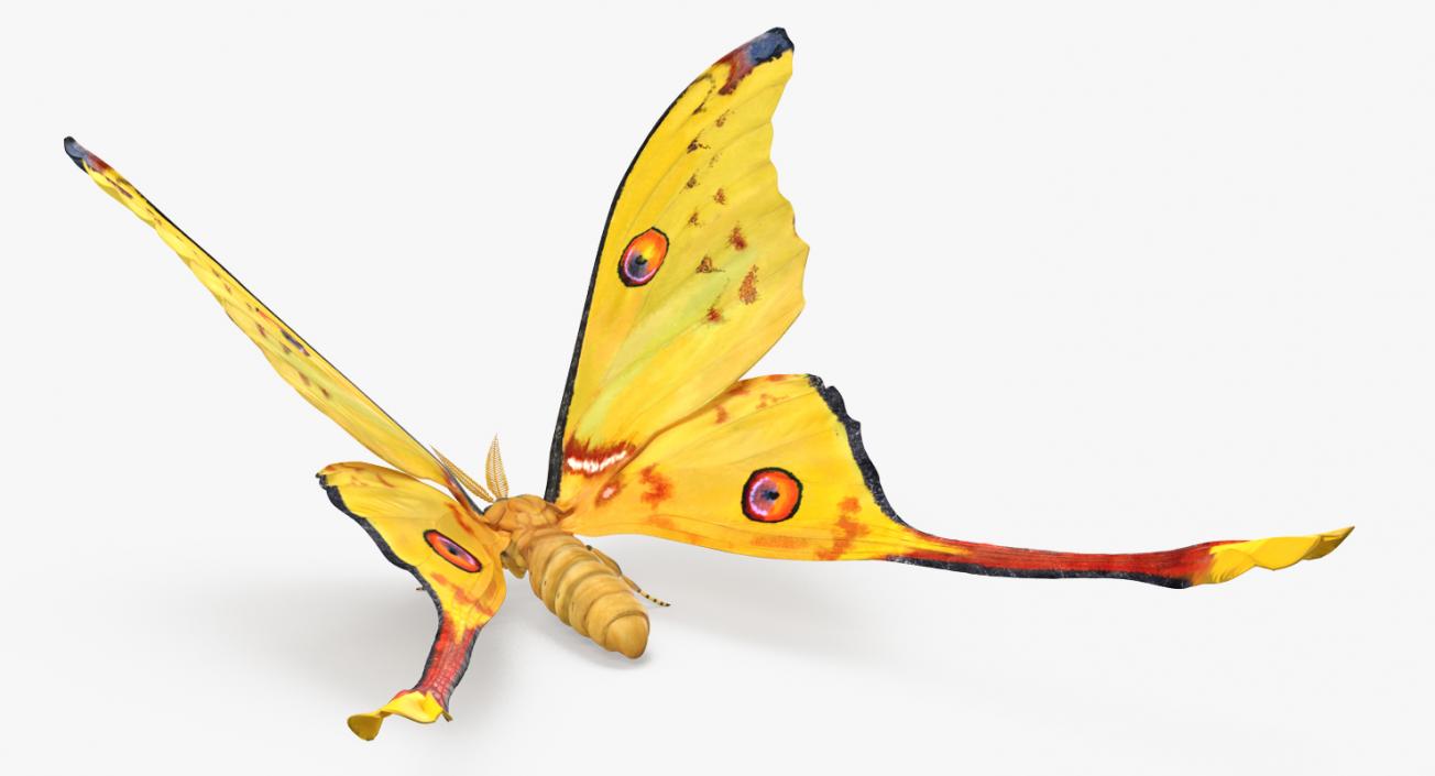 3D model Madagascan Moon Moth