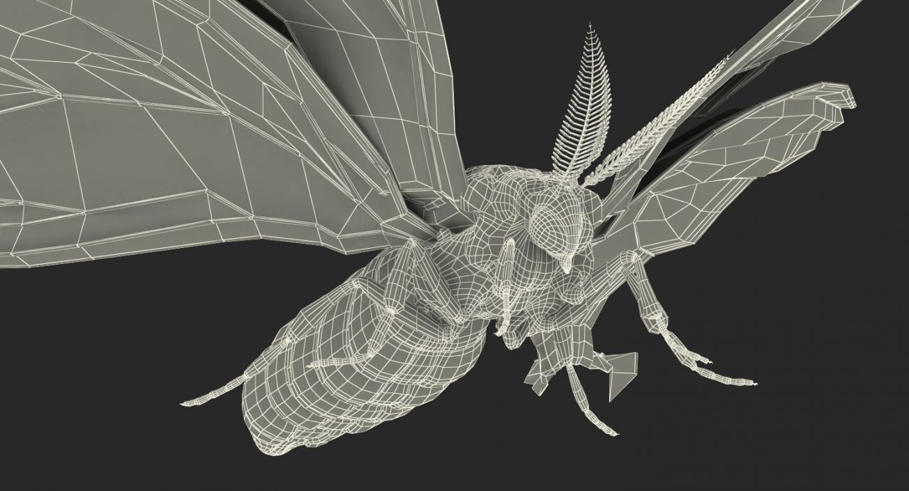 3D model Madagascan Moon Moth