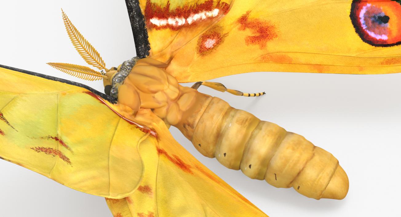 3D model Madagascan Moon Moth