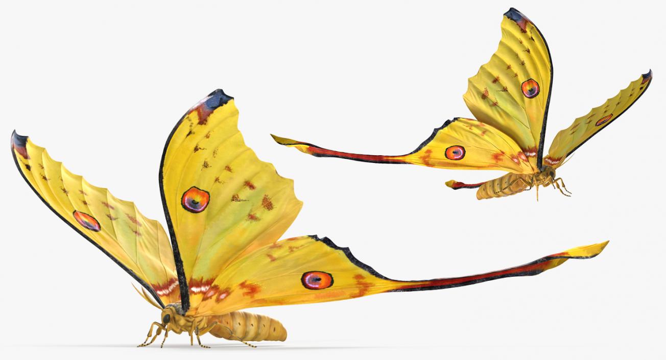 3D model Madagascan Moon Moth