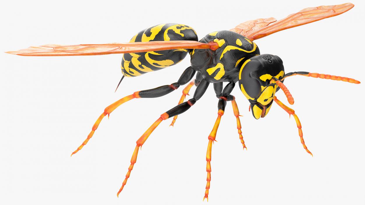 3D model Paper Wasp