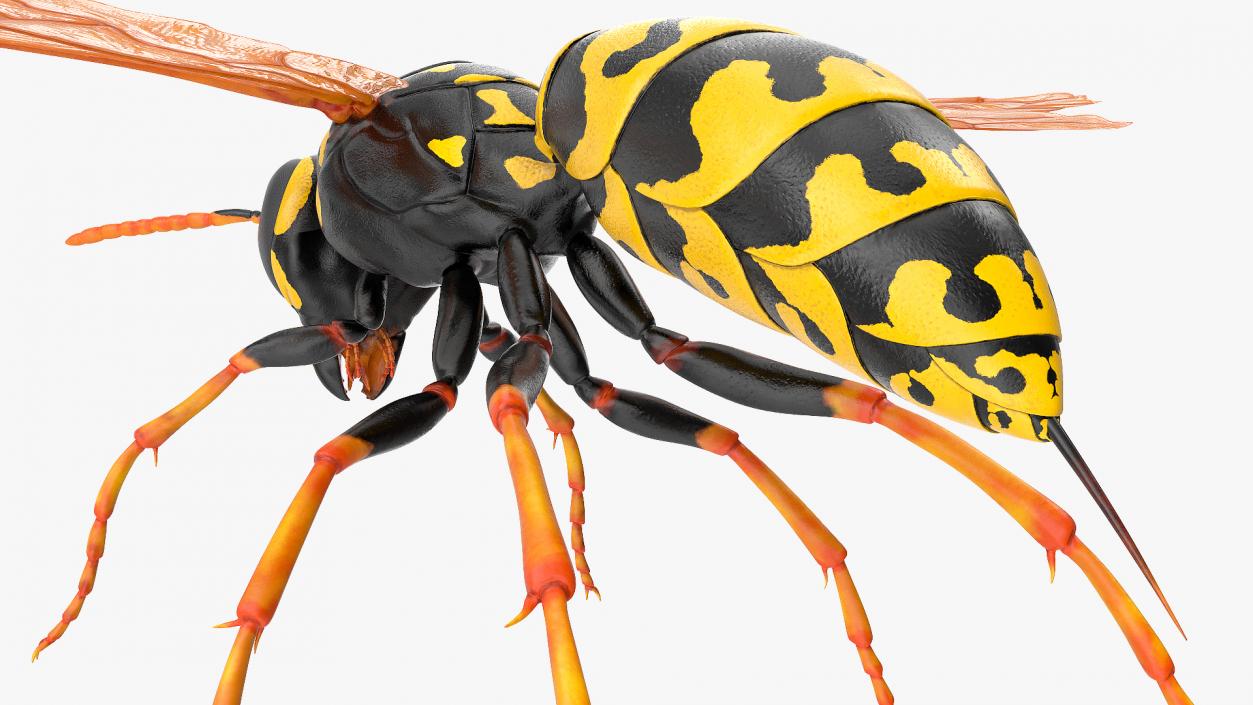 3D model Paper Wasp