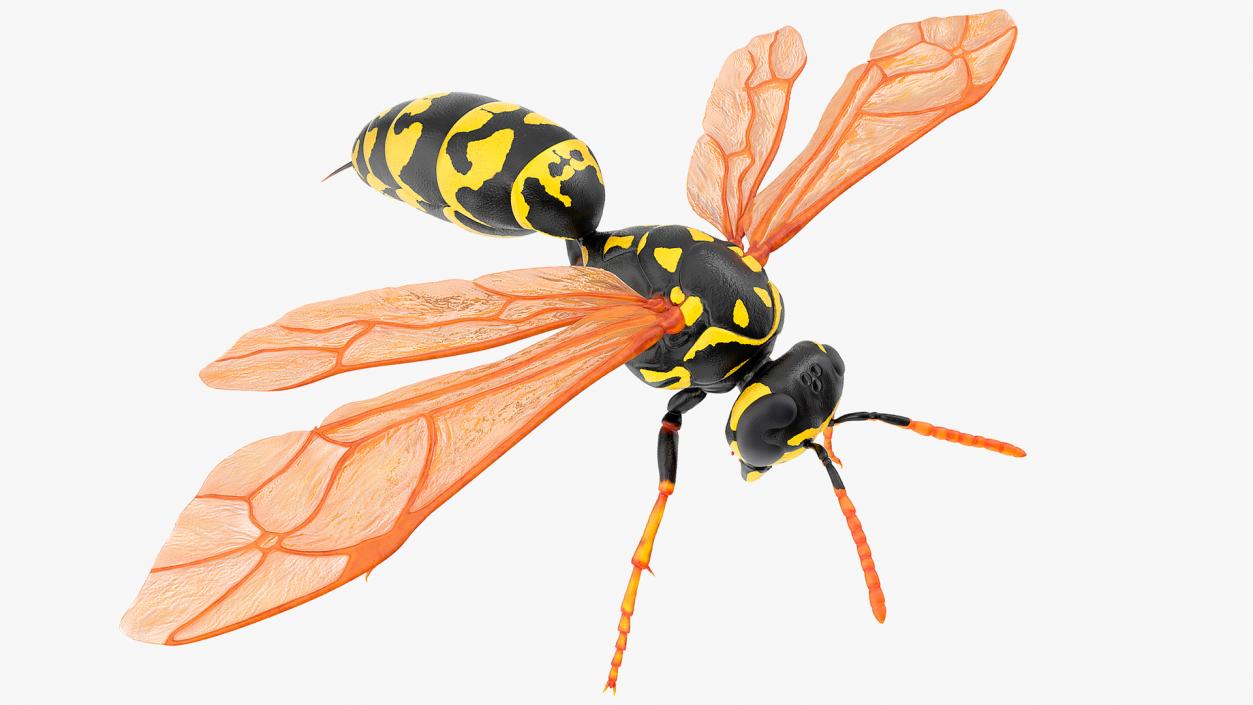 3D model Paper Wasp