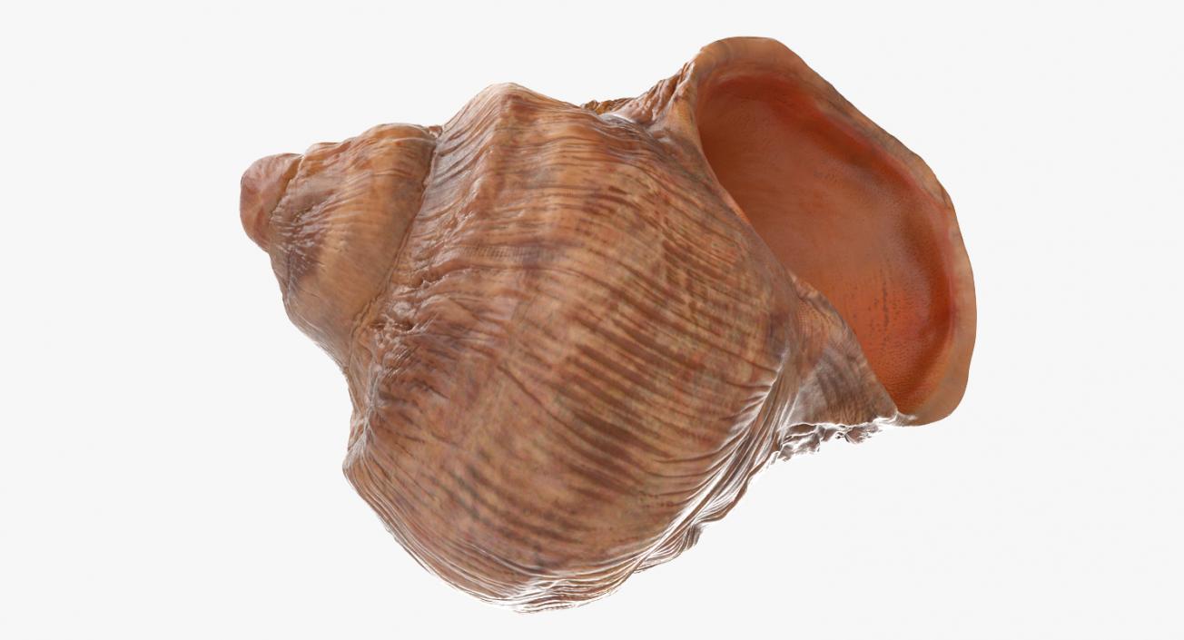 Sea Shell 3D model