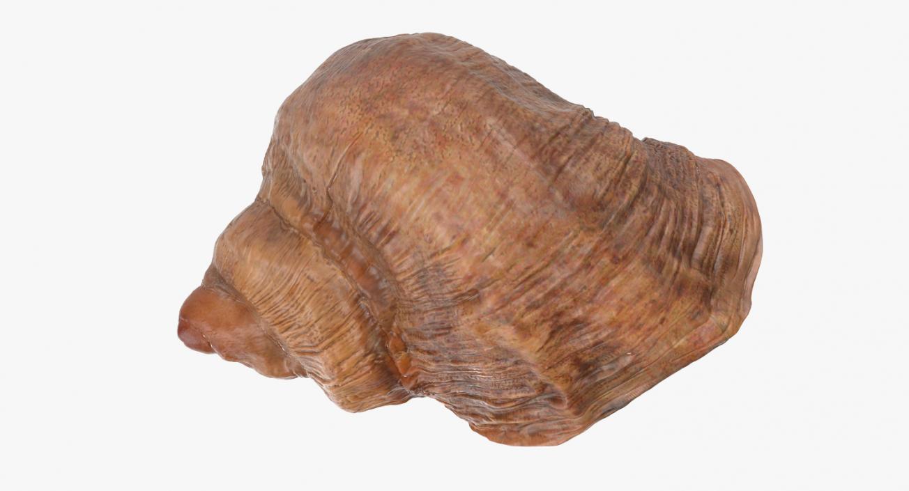 Sea Shell 3D model