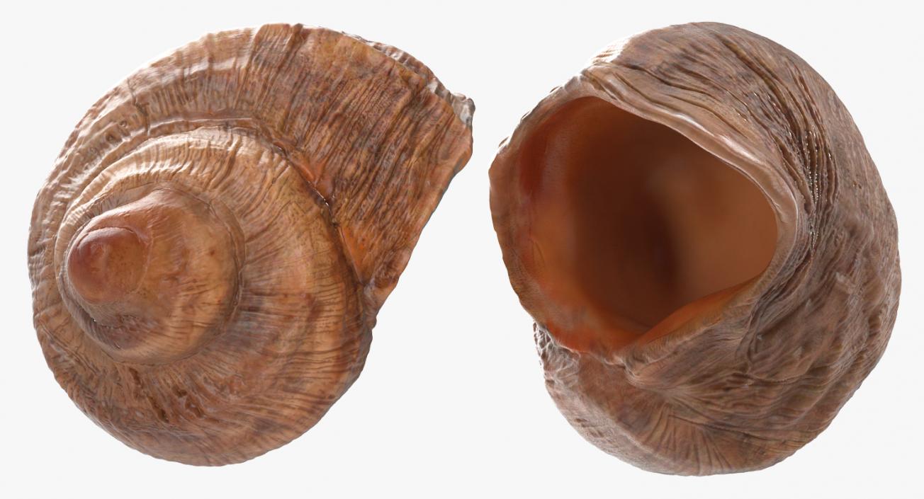 Sea Shell 3D model