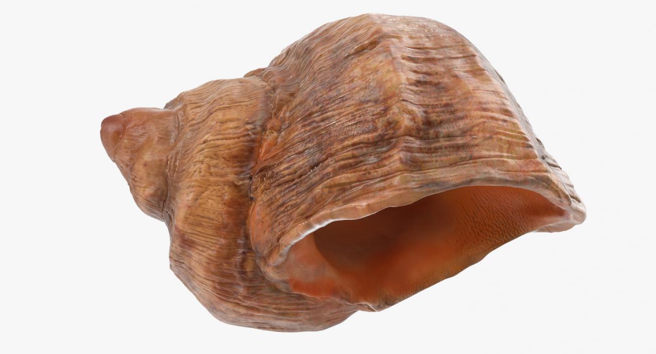 Sea Shell 3D model