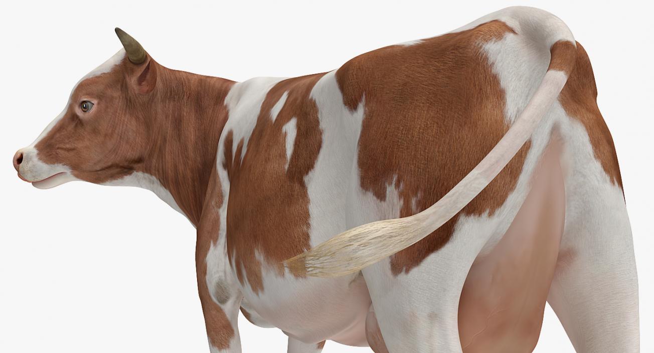 Bull and Cows 3D Models Collection 3D model