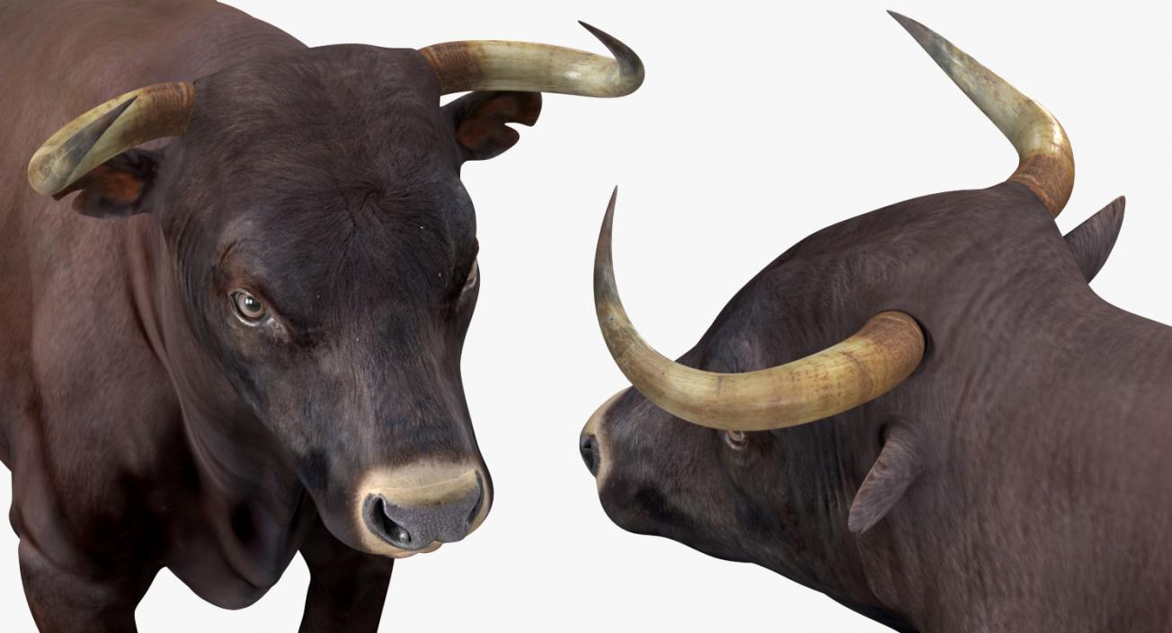 Bull and Cows 3D Models Collection 3D model