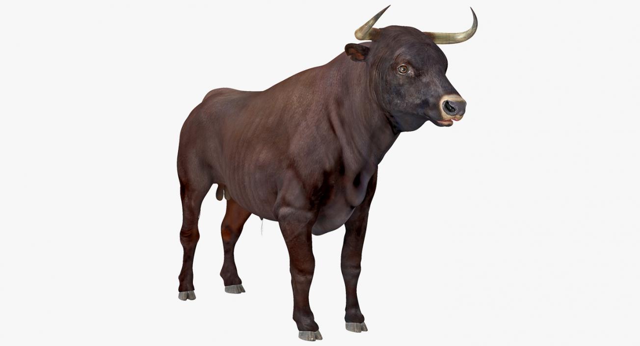 Bull and Cows 3D Models Collection 3D model