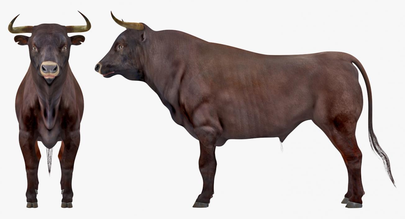 Bull and Cows 3D Models Collection 3D model