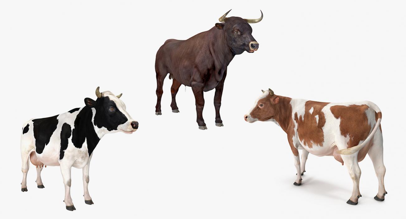 Bull and Cows 3D Models Collection 3D model