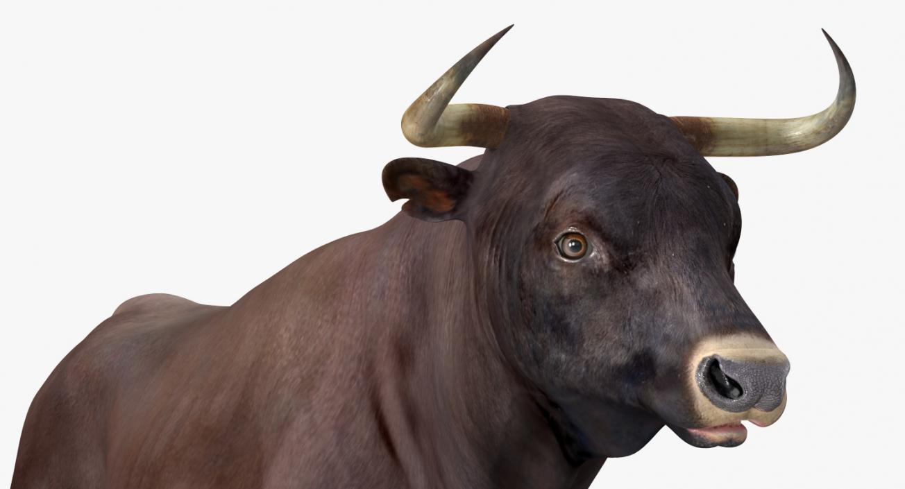 Bull and Cows 3D Models Collection 3D model