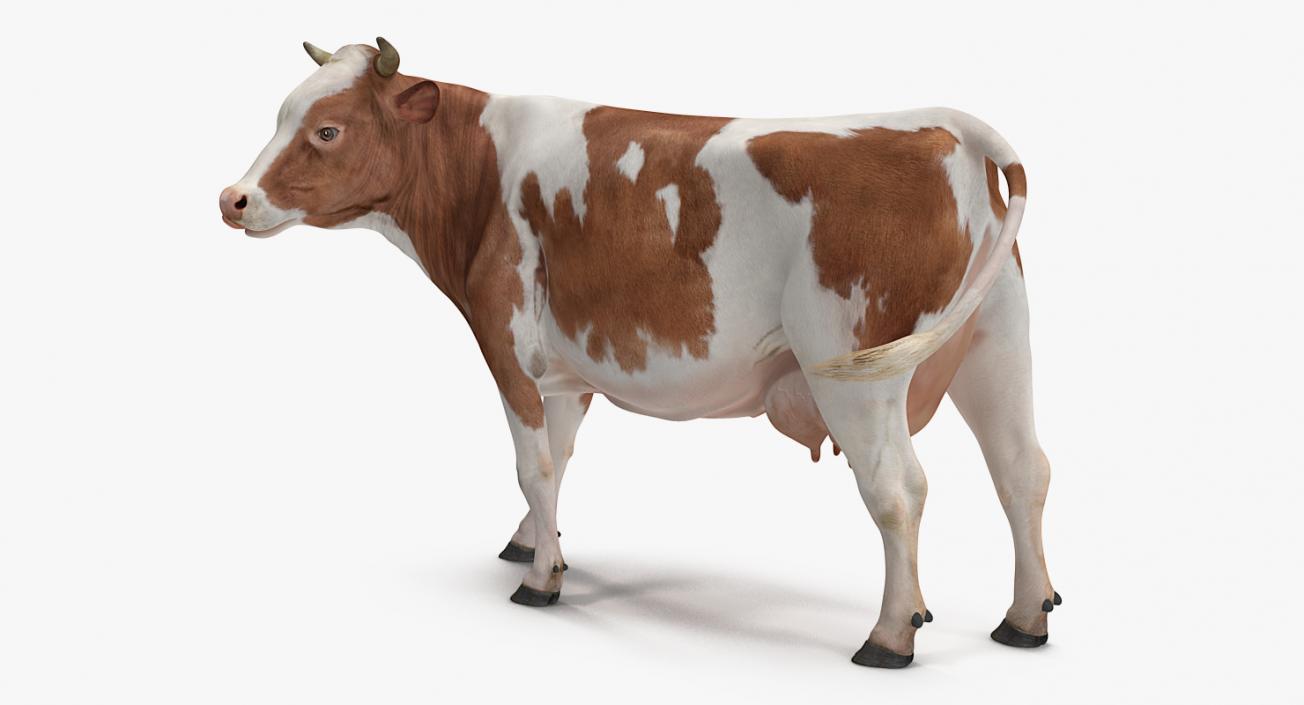 Bull and Cows 3D Models Collection 3D model