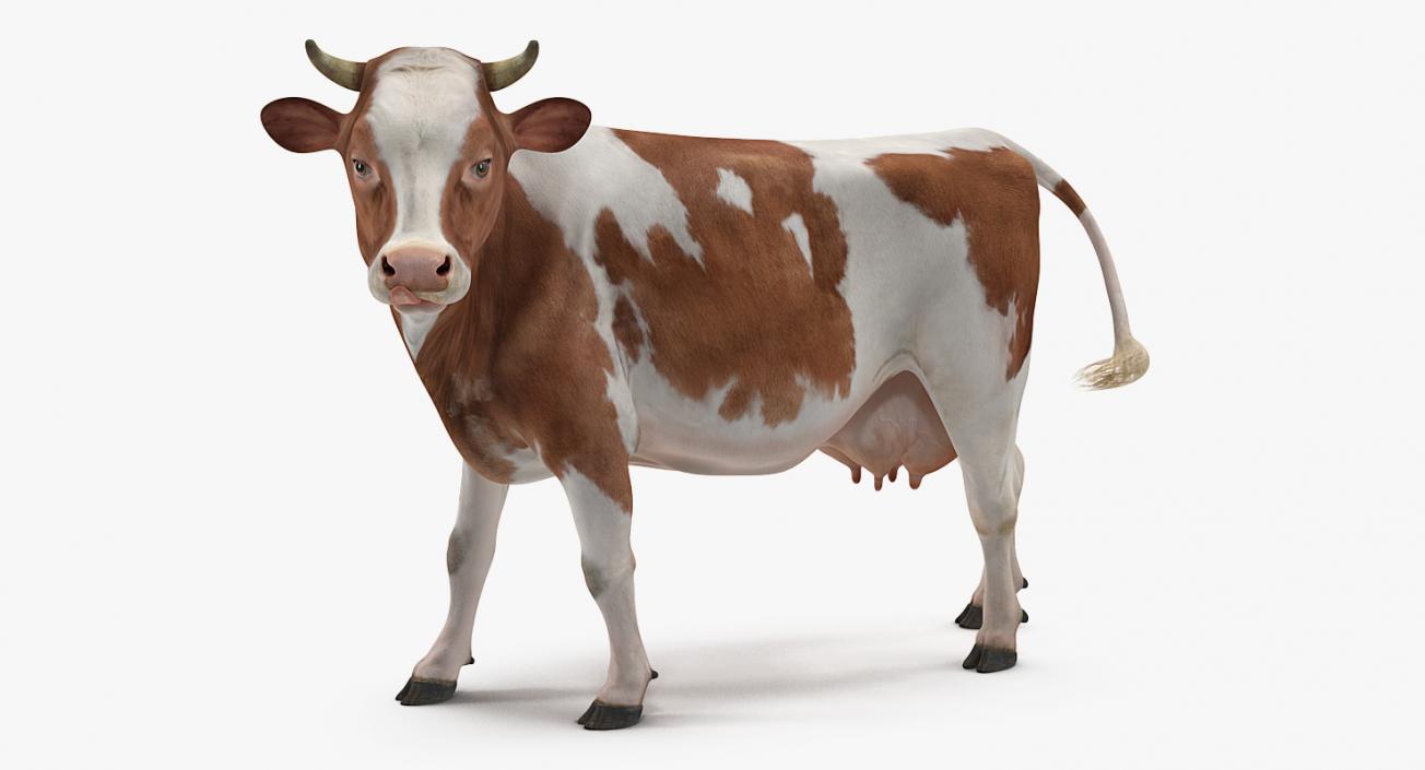 Bull and Cows 3D Models Collection 3D model