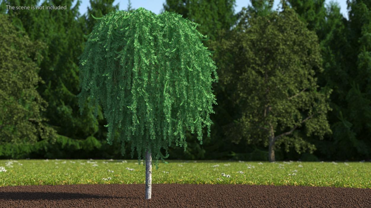 3D Larix Kaempferi Stiff Weeper model