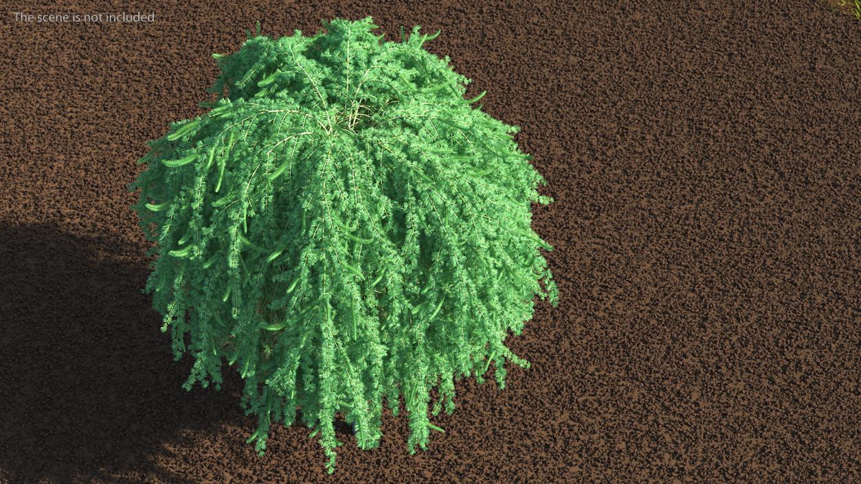 3D Larix Kaempferi Stiff Weeper model