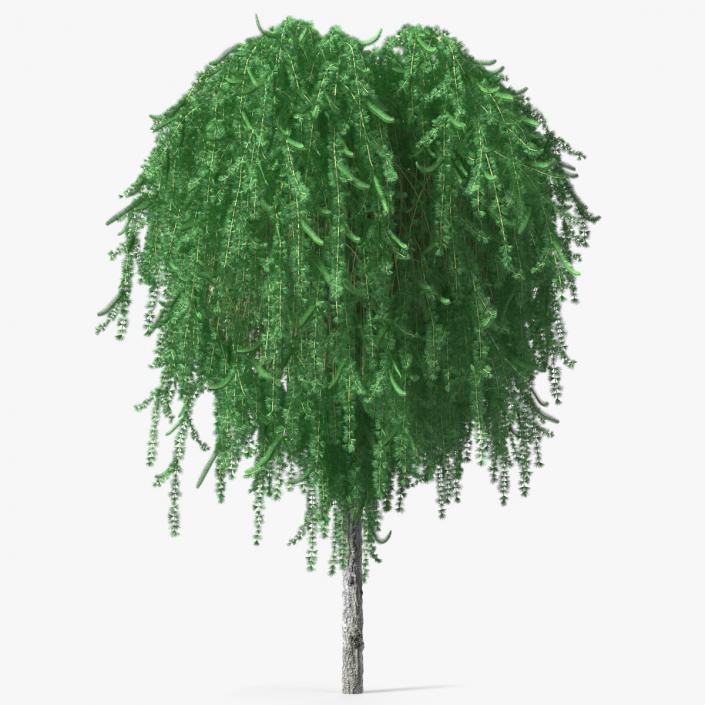 3D Larix Kaempferi Stiff Weeper model