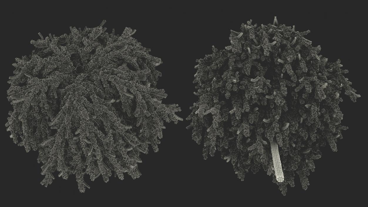 3D Larix Kaempferi Stiff Weeper model