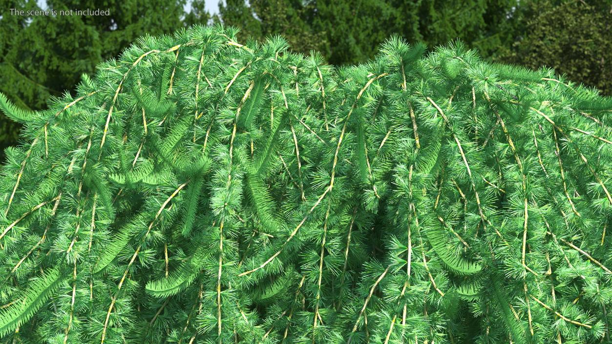 3D Larix Kaempferi Stiff Weeper model