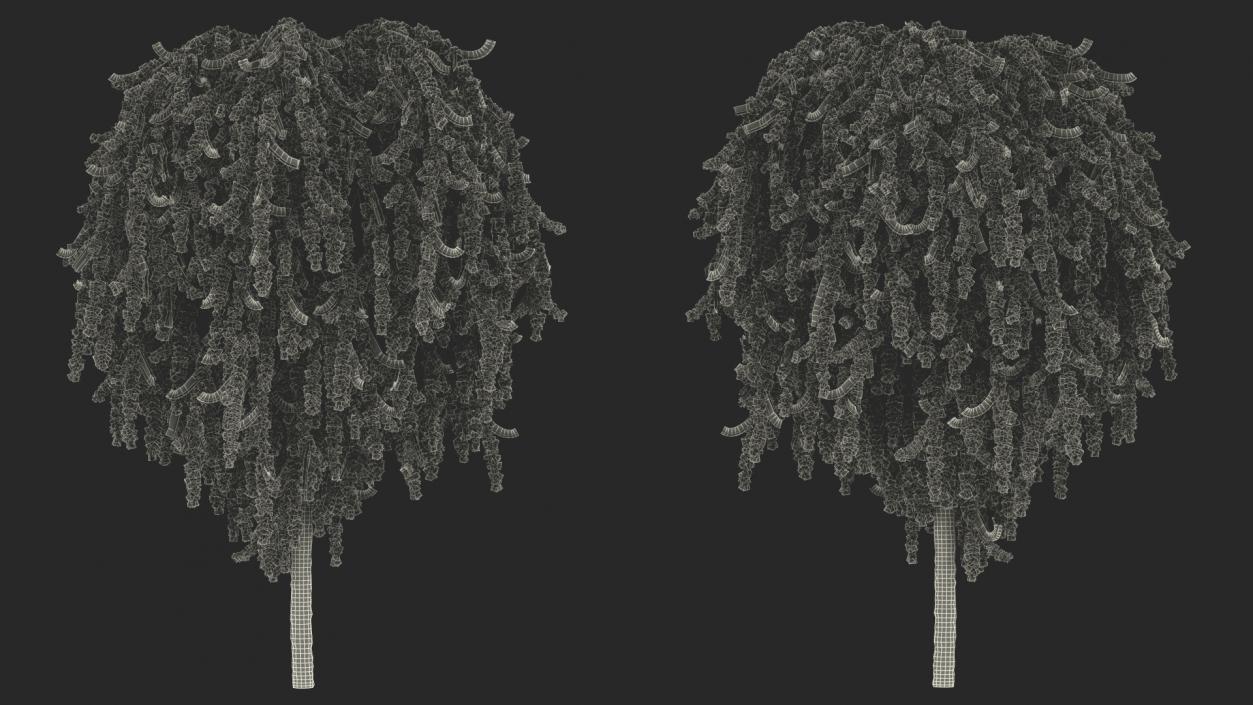 3D Larix Kaempferi Stiff Weeper model